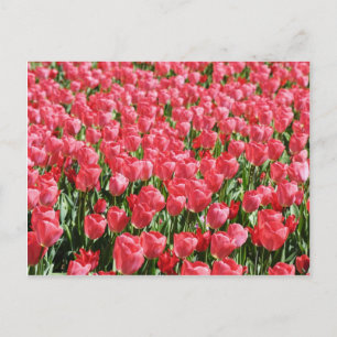 Carte Postale Champ de tulipes roses