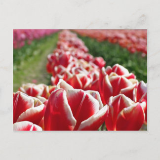Carte Postale Champ de tulipes rouges et blanches