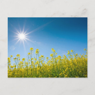 Carte Postale champ de viol