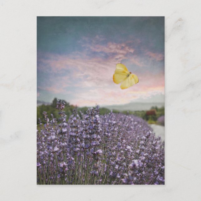 Carte Postale Champ des fleurs de lavande, ciel bleu, coucher du (Devant)