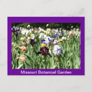Carte Postale Champ d'Irises