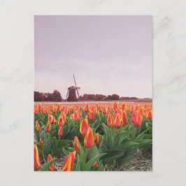Carte Postale Champ et moulin à vent Hollande de tulipe de début