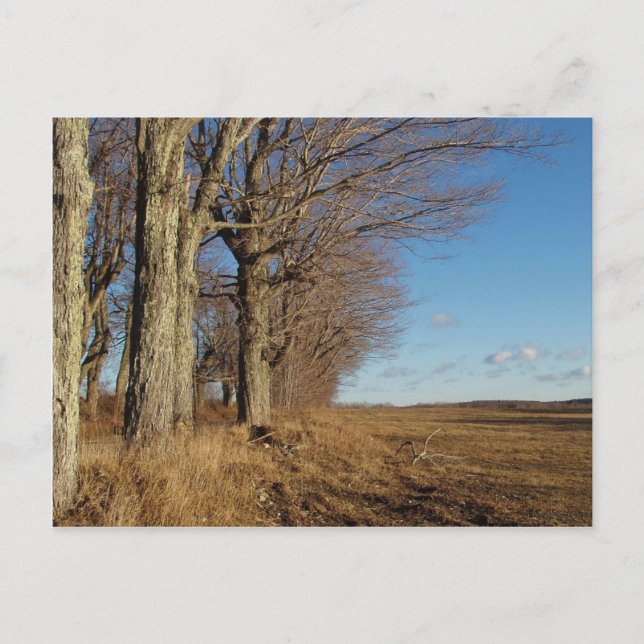 Carte Postale Champ I novembre (Devant)