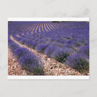 Carte Postale Champ Lavender