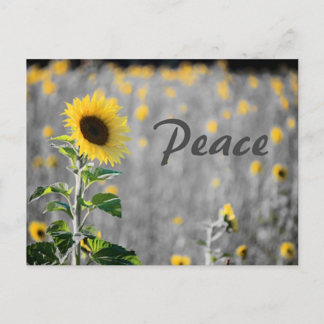 Carte Postale Champ "Paix" de tournesols, noir & blanc (Devant)