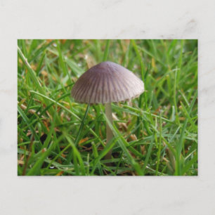 Carte postale Champignon