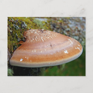 Carte Postale champignon de la poignée