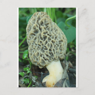 Carte Postale Champignon jaune Morel