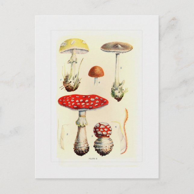 Carte Postale Champignons (Devant)