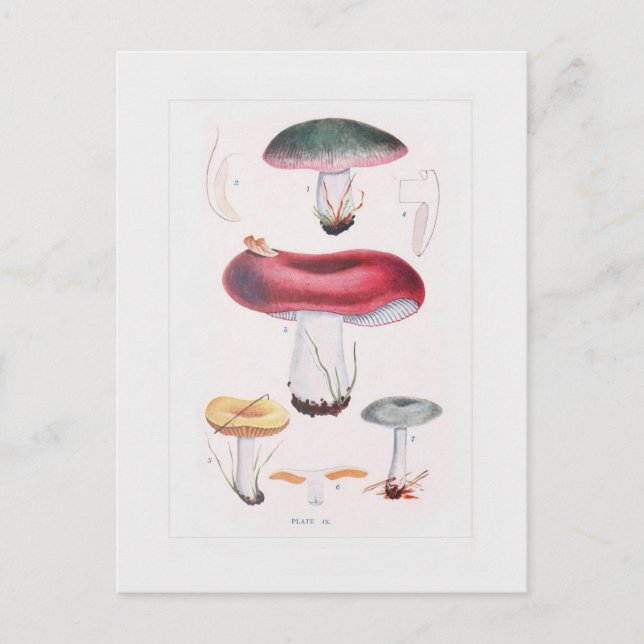 Carte Postale Champignons (Devant)