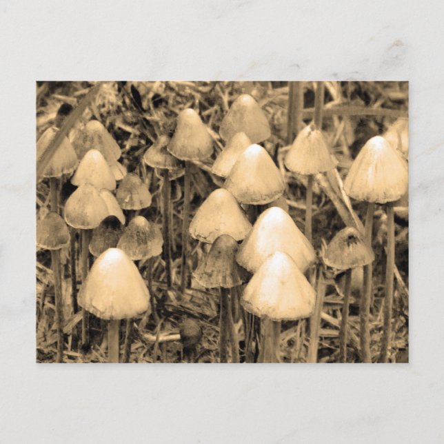 Carte Postale Champignons au sépia (Devant)