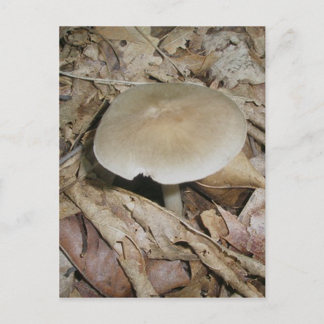 Carte postale Champignons Brown (Devant)