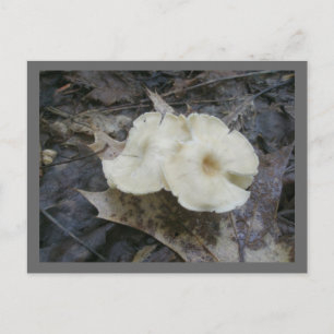 Carte postale Champignons de fleurs