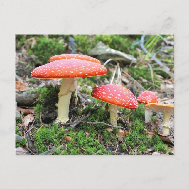 Carte Postale Champignons de selles rouges (Devant)