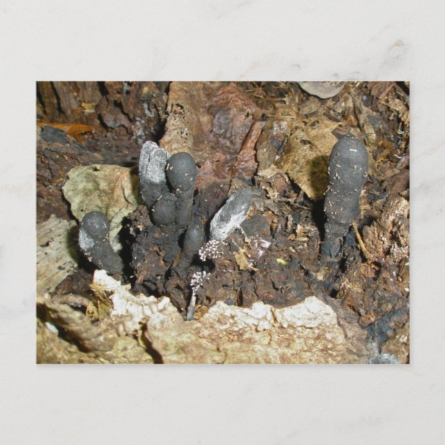 Carte postale Champignons du Doigt de l'Homme Mort (Devant)