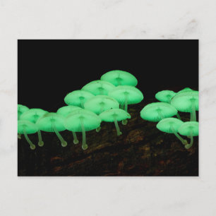 Carte Postale Champignons éclatants