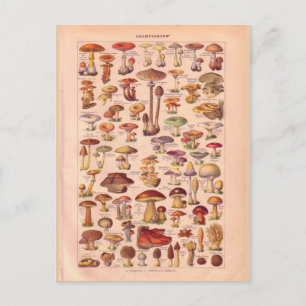 Carte Postale Champignons historiques vintages