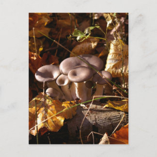 Carte Postale Champignons huîtres
