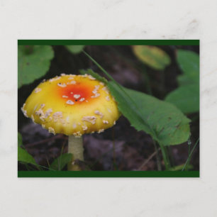 Carte Postale Champignons jaunes Extraordinaires
