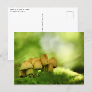 Carte Postale Champignons Nature Photo