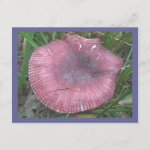 Carte postale Champignons roses