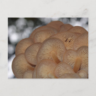 Carte Postale Champignons sauvages