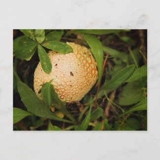 Carte Postale Champignons sur le sol forestier