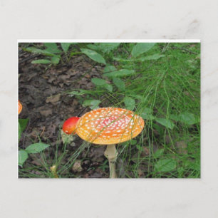 Carte Postale Champignons tachetés