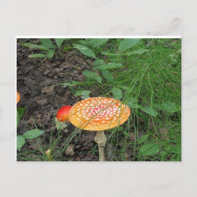 Carte Postale Champignons tachetés (Devant)