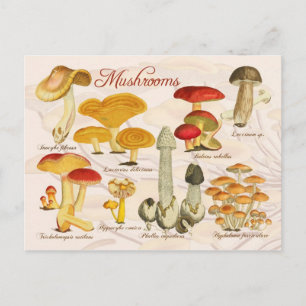 Carte Postale Champignons variés