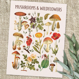 Carte Postale Champignons vintages et Fleurs sauvages