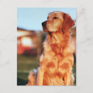 Carte Postale Champion Golden Retriever Dog Photo extérieure