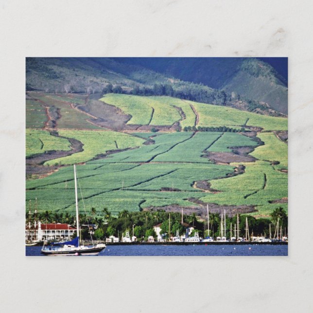 Carte Postale Champs de canne à sucre - Lahaina, Maui (Devant)