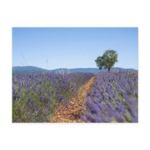 Champs de lavande de Luberon, Provence, France -