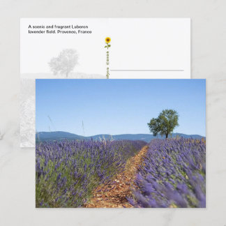 Carte Postale Champs de lavande de Luberon, Provence, France -