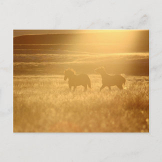 Carte Postale Champs de lin