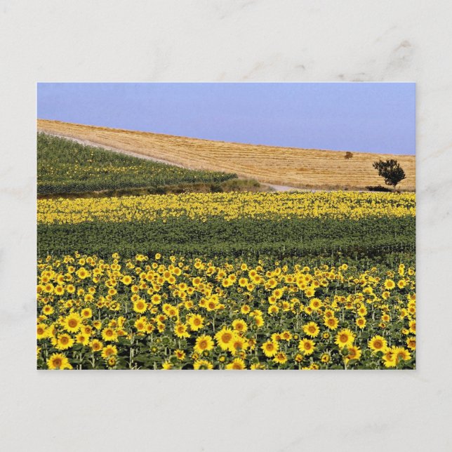 Carte Postale Champs de tournesol, Toscane, fleurs d'Italie (Devant)