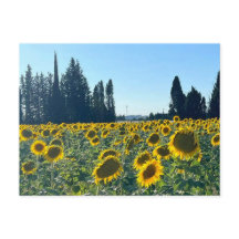 Champs de Tournesols, Provence, France -