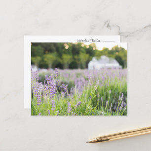 Carte Postale Champs Serene Lavender