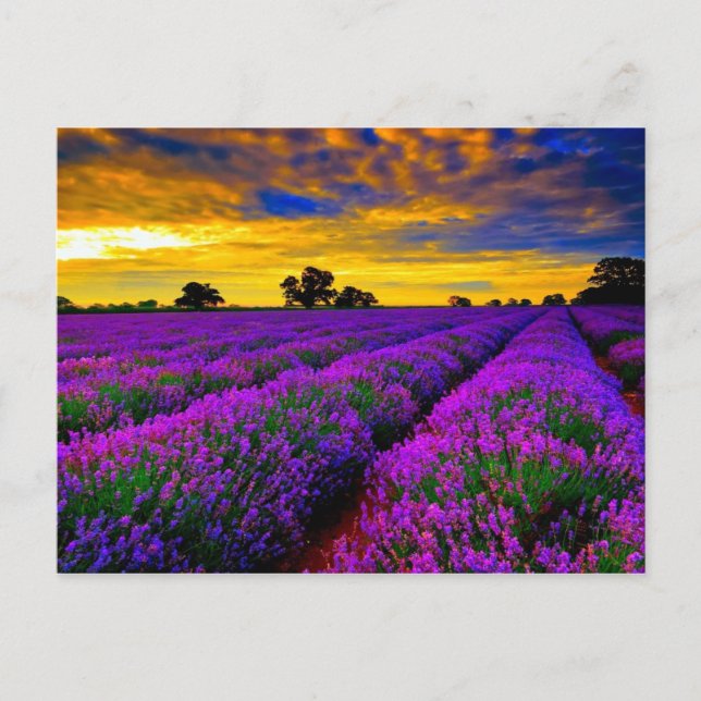 Carte Postale Champs violets (Devant)