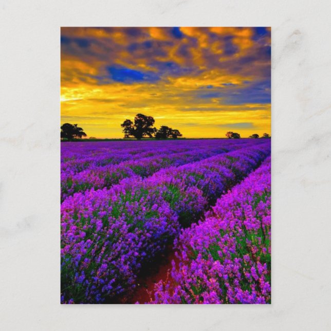 Carte Postale Champs violets (Devant)
