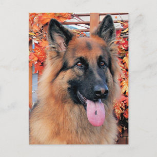 Carte Postale Chance - Long Haired German Shepherd Photo 7