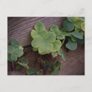 Carte Postale Chanceux ou Déterminé ? Shamrocks de la Saint-Patr