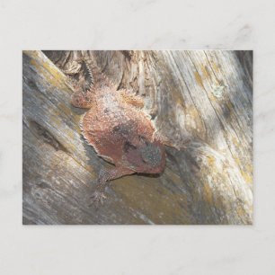 Carte Postale changé de nom en "fraise"