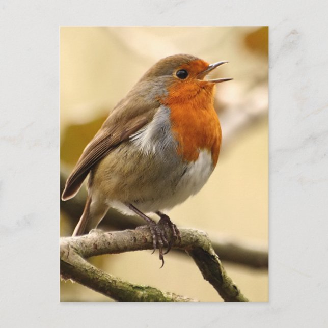 Carte Postale Chant Robin (Devant)
