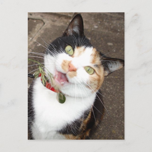 Carte Postale chant tabby (Devant)