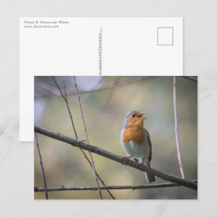 Carte Postale Chanter Robin Photo