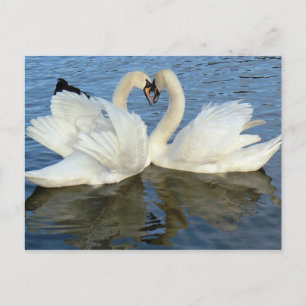 Carte Postale Chaperoned Swan
