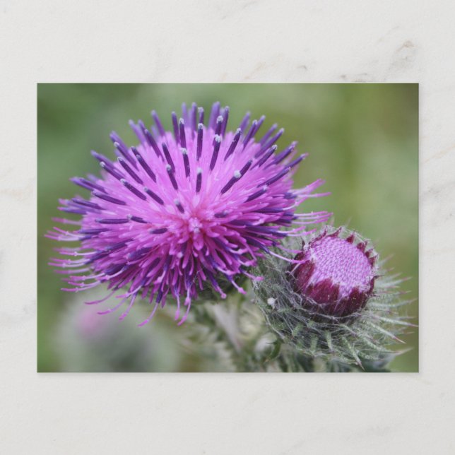 Carte Postale Chardon (Devant)