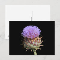 Carte postale - Chardon